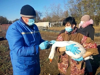 Продолжается вакцинация против гриппа птиц