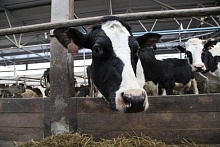 Абсолютный исторический рекорд вологодских коров зафиксирован