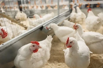 В Подмосковье разводят кур единственного отечественного мясного кросса
