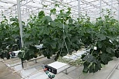 Тепличному бизнесу в России есть куда расти