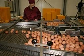 Новый комплекс на птицефабрике «Синявинская»