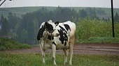 Животные онлайн