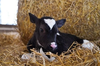 Подарок от животноводов