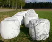 Как можно заготовить качественный силос?