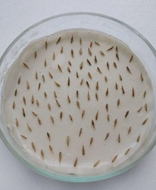 Качество партии семян ежи сборной подтвердили специалисты