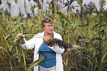 Пластичные сорта сорго