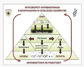 Влияние антибиотиков на растения