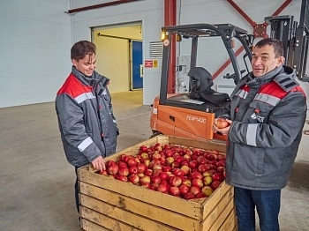 Рекордный урожай яблок на Брянщине собрали студенты из Москвы