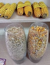 Кукуруза в Сибири
