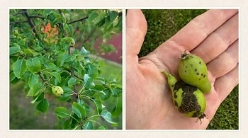 Признаки парши на груше