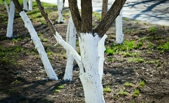 Осенняя побелка поможет сохранить деревья