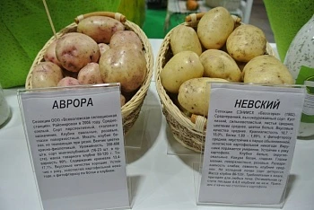 Семена для Донецкой и Луганской республик