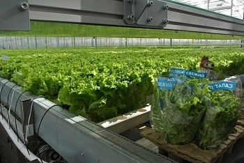 Энергия, кадры и технологии: ведущие эксперты обсудят, как снизить затраты в тепличном бизнесе до 70%