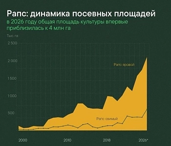 В России стартовала уборка рапса