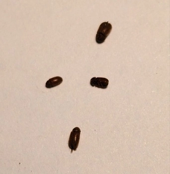 Жук-точильщик - угроза для семян