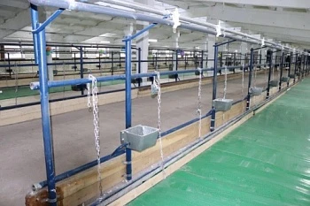 Буренки готовятся к новоселью