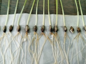 На страже урожая