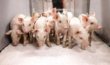 Увеличены поставки племенных свиней в 1,8 раза