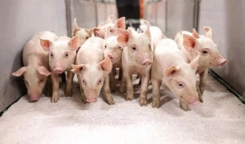 Увеличены поставки племенных свиней в 1,8 раза