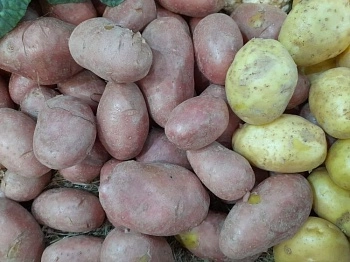 На Кубани выросло производство картофеля