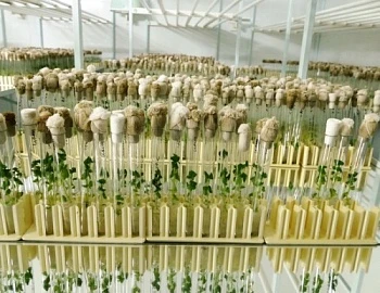 80 млн. рублей выделено краевому АПК на научные разработки