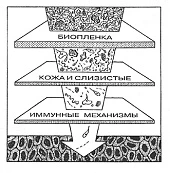 Вакцинопрофилактика и здоровье кишечника