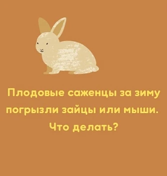 Советы по восстановлению сада