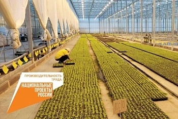 Область выращивает овощи с бережливым подходом