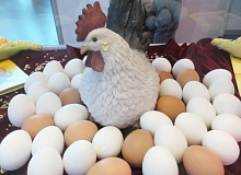 Ленобласть развивает предприятия птицепрома