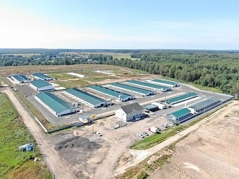 Открыт новый репродуктор яичных пород птицы 