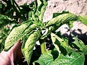 Вирусы картофеля и методы их диагностики