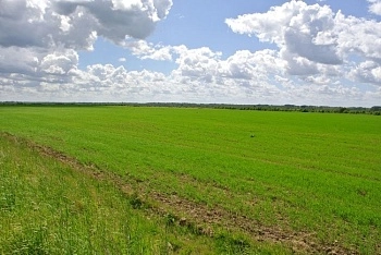 Предварительные итоги агрострахования