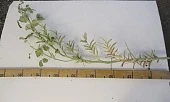 ГУАР: новая кормовая культура