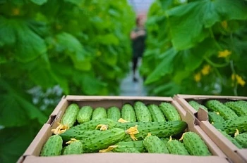 В волгоградском регионе сельскохозяйственные инвестпроекты реализуются с господдержкой