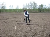 Органический картофель