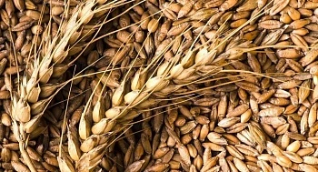 Остаточная токсичность в обеззараживаемой продукции