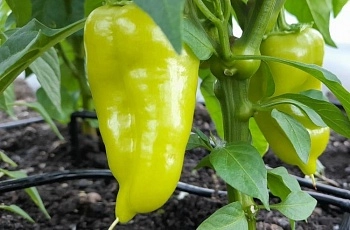 Домашнее выращивание болгарского и жгучего перца: рекомендации специалистов