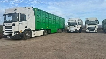 Начался экспорт племенных свиней в Казахстан