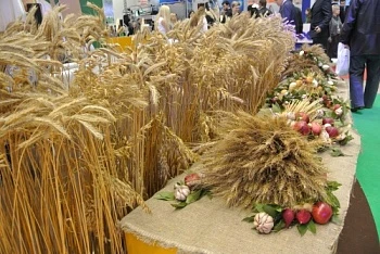 Селекционеры ФИЦ ИЦиГ СО РАН создали новый перспективный сорт пшеницы