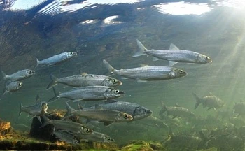 В 2017 году Росрыболовство увеличит объем выпусков молоди омуля в озеро Байкал для восстановления популяции