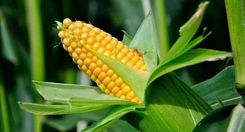 11 июня – Всемирный день кукурузы в початках