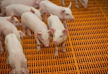 Инвестиции в исследовательские селекционно-генетические проекты 
