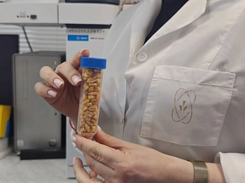 Экспорт кукурузы с начала 2026 года достиг 91% от объема всего 2025 года