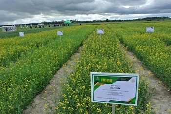 Всероссийский день поля пройдет в Алтайском крае