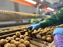 В Подмосковье расширят переработку овощей