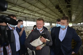 В Курской области увеличится производство ягнятины