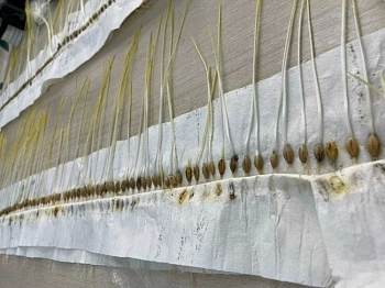 Повысить урожай поможет фитоэкспертиза