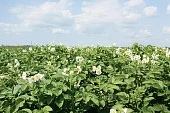 Картофель на необустроенной пашне