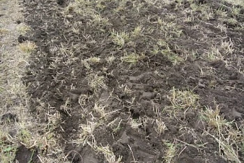 В Бурятии план по страхованию с господдержкой посевов перевыполнен