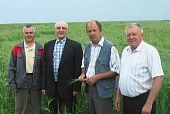 Сорт озимого ячменя Волжский Первый